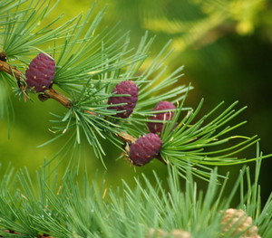 Img?dir=public%2fimages%2fphotos%2fgallery_29&src=3inkxtiuqm_p5109875