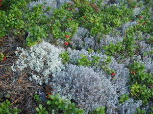 Img?dir=public%2fimages%2fphotos%2fgallery_30&src=agjvaqwp4f_p8281318
